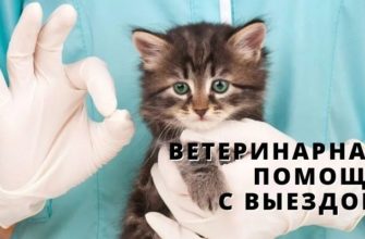 ВЕТ ПОМОЩЬ С В ВЫЕЗДОМ НА ДОМ
